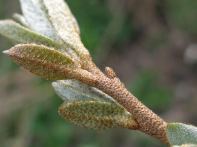 eleagnus_5.jpg
