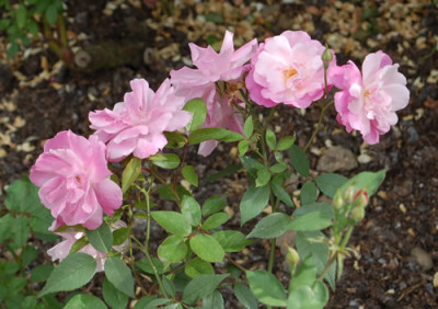 Old_Blush_0010__70155.jpg