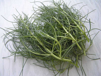 ernte270610.jpg