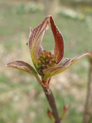 cornus_alba_kesselringii_3.jpg
