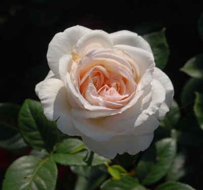 B3955a_Large.JPG