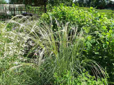 Stipa_barbata_ue.jpg