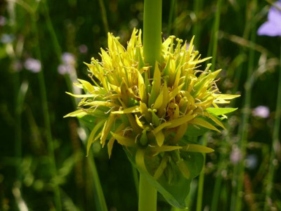 Gentiana_lutea1.jpg