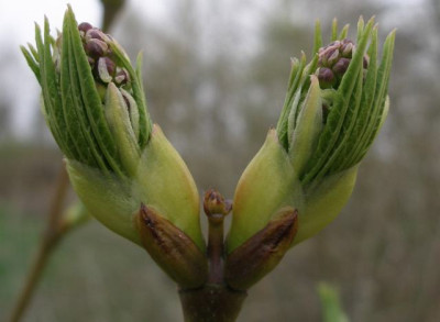 staphylea_pinnata_4_wochen_spaeter.jpg