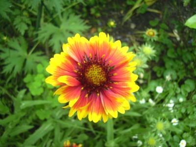Kokardenblume.jpg