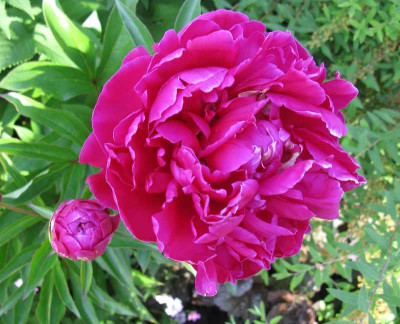 Paeonia_lactiflora_Karl_Rosenfield1_800x600.jpg