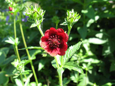 Potentilla_thurberi_Typ_1_800x600.jpg