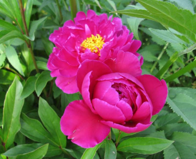 Paeonia_lactiflora_Karl_Rosenfield_2_800x600.jpg