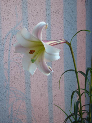Lilium_formosanum_var._pricei_900x900_80KB.jpg