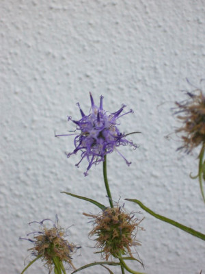 Phyteuma_900x900_80KB.jpg