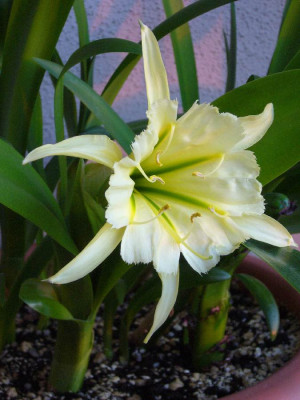 Hymenocallis_Sulphur_Queen_900x900_80KB.jpg