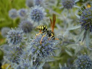 Eryngium_und_Wespe.jpg