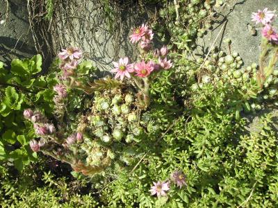 Sempervivum.jpg