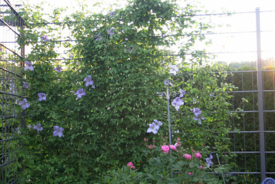 Cl.vit.Emilia_Plater2110.jpg