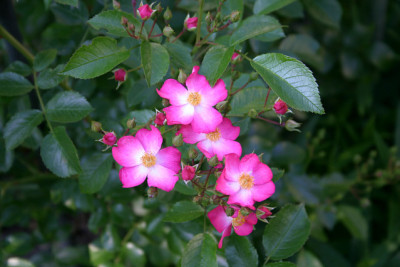 Rose_Juanita0710.jpg