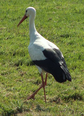 Ciconia_ciconia_-_Weissstorch_01.jpg
