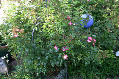 Rose_Juanita0610.jpg