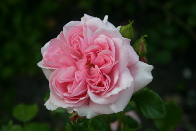 Rose_Home__Garden0710.jpg