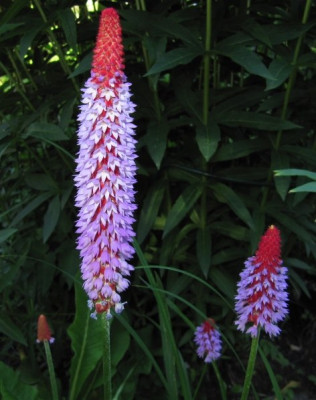 Primula_vialii_100627.jpg