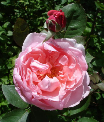 Brother_Cadfael3a.JPG