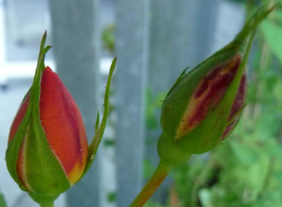 P1050120.JPG