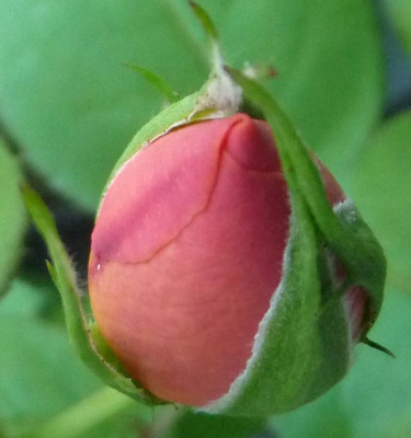 P1050117.JPG