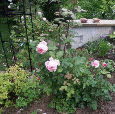 B._Cadfael_2004.jpg
