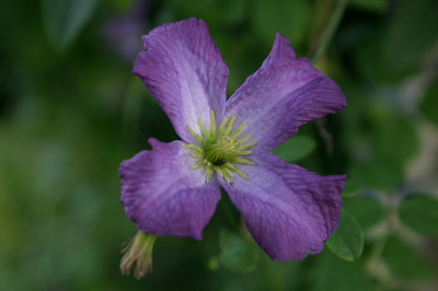 Cl.vit.Betty_Corning0408e.jpg