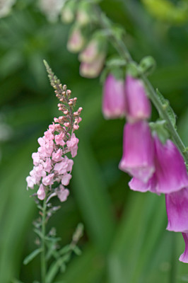 Linaria-2-Jun2810.jpg