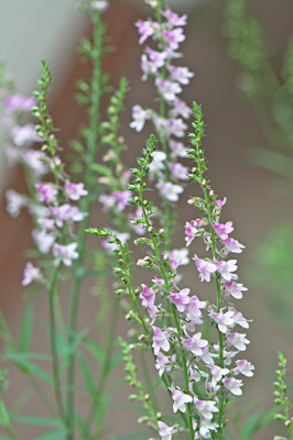 Linaria-3-Jun2810.jpg