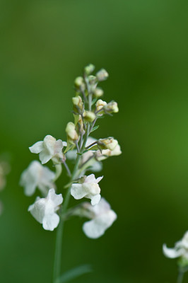 Linaria-5-Jun2810.jpg