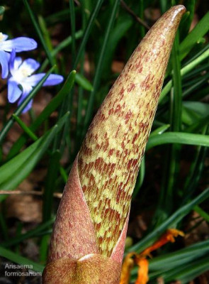 Arisaema_formosanum.JPG