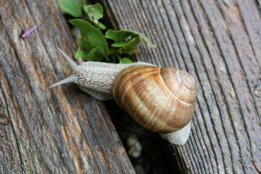Ritterspornmutation.jpg