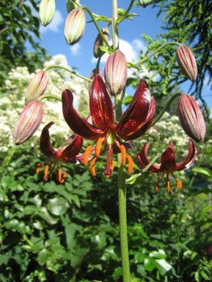 Lilium_dalhansonii.jpg