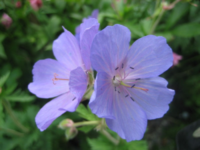 Wildgeranium.jpg