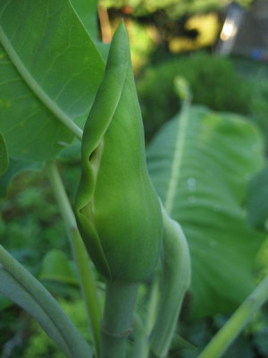 2010-06-28_M._ashei.jpg