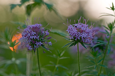 SU-im-Urwald-Jun2810-184-raw.jpg