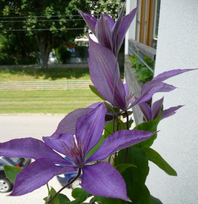 Cl_UB_0610_01.JPG