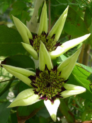 Cl_Floridabicolor_0610_03.JPG