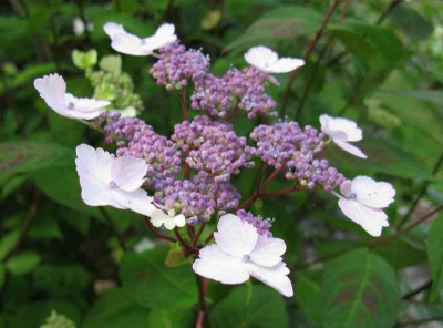 Hydrangea_serrata_Intermedia_800x600.jpg