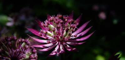 DSCF0941_eAstrantia.JPG