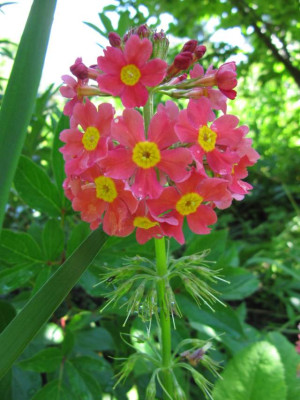Primula_x_bullesiana_100622.jpg
