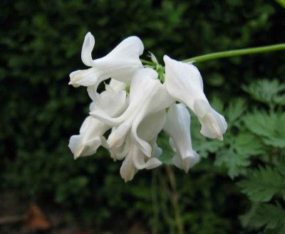 Dicentra_Ivory_Hearts_2_800x600.jpg