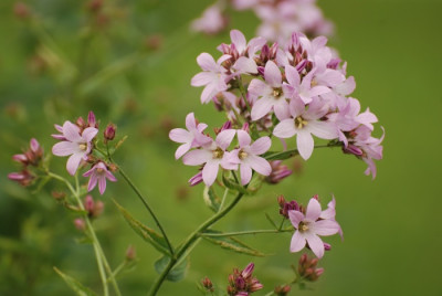 campanula_lactiflora_who.jpg