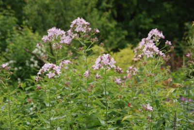 campanula_whoever.jpg