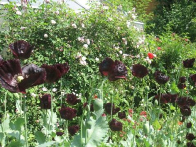 mohn_2010.jpg