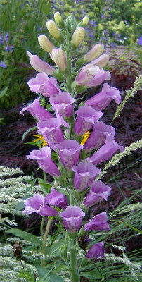 digitalis-purpurea-aufrecht.jpg