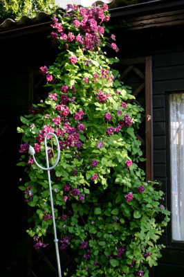 Cl.vit.purpurea_Plena_Elegans0107a.jpg