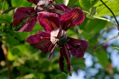 Cl.vit.purpurea_Plena_Elegans0108b.jpg