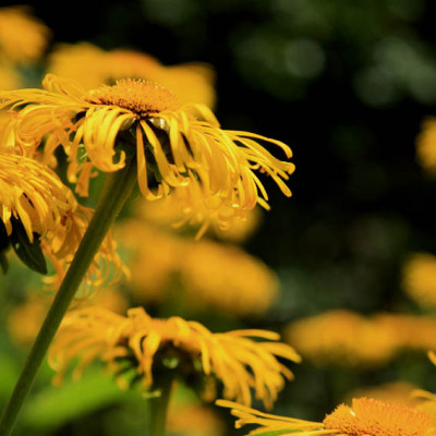 Telekia_speciosa.jpg